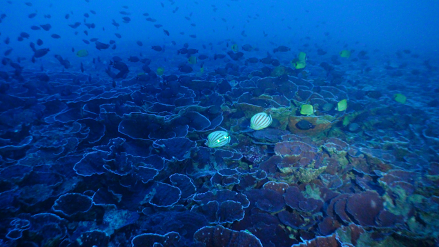 A mesophytic reef filled abuzz with fish.